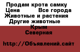 Продам крота самку › Цена ­ 200 - Все города Животные и растения » Другие животные   . Крым,Северная